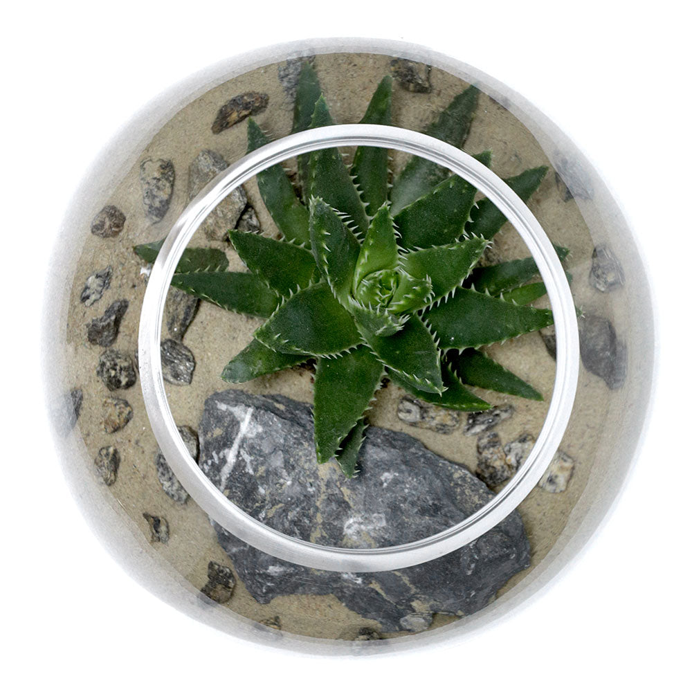 TERRARIUM GIFT SET - (صباريات في (هدية تيراريوم