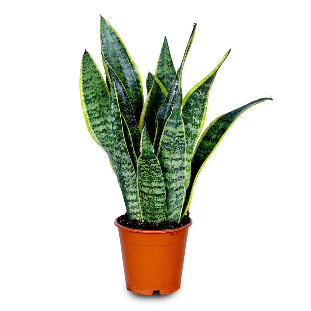 SANSEVIERIA TRIF.LAURENTII -سانسيفيريا تريف الذهبية