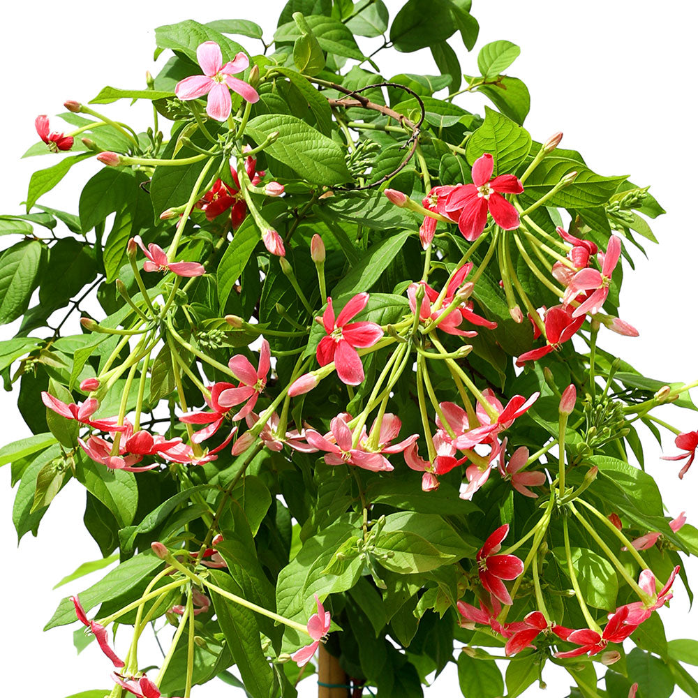 QUISQUALIS INDICA ياسمين هندي متسلق