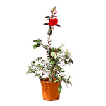 هيبسكس روزا مبرقش