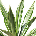 FURCRAEA FOETIDA MEDIOPICTA (MAURITIUS HEMP) - فوركرايا فويتيدا