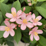 JATROPHA INTEGERRIMA - PINK جاتروفا