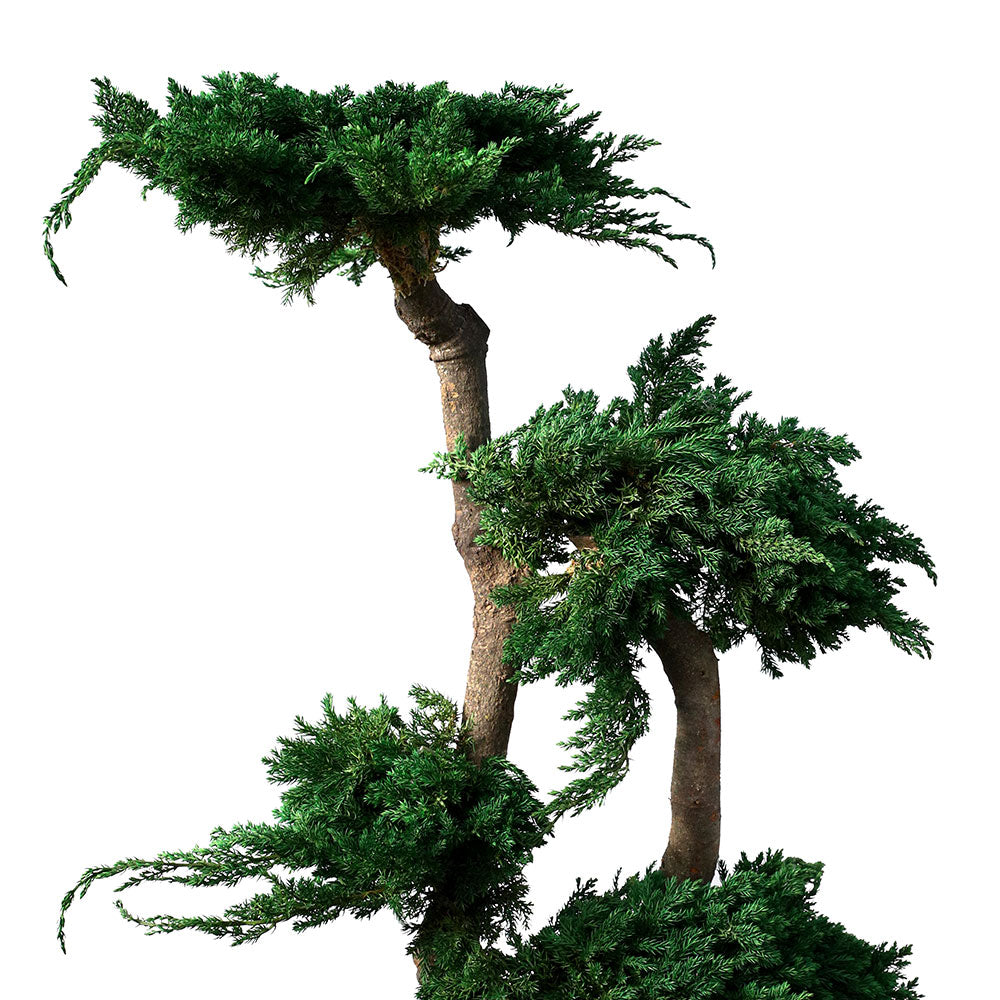 PRESERVED BONSAI TREE 1 MTR - شجرة بونساي المجففة 1 متر