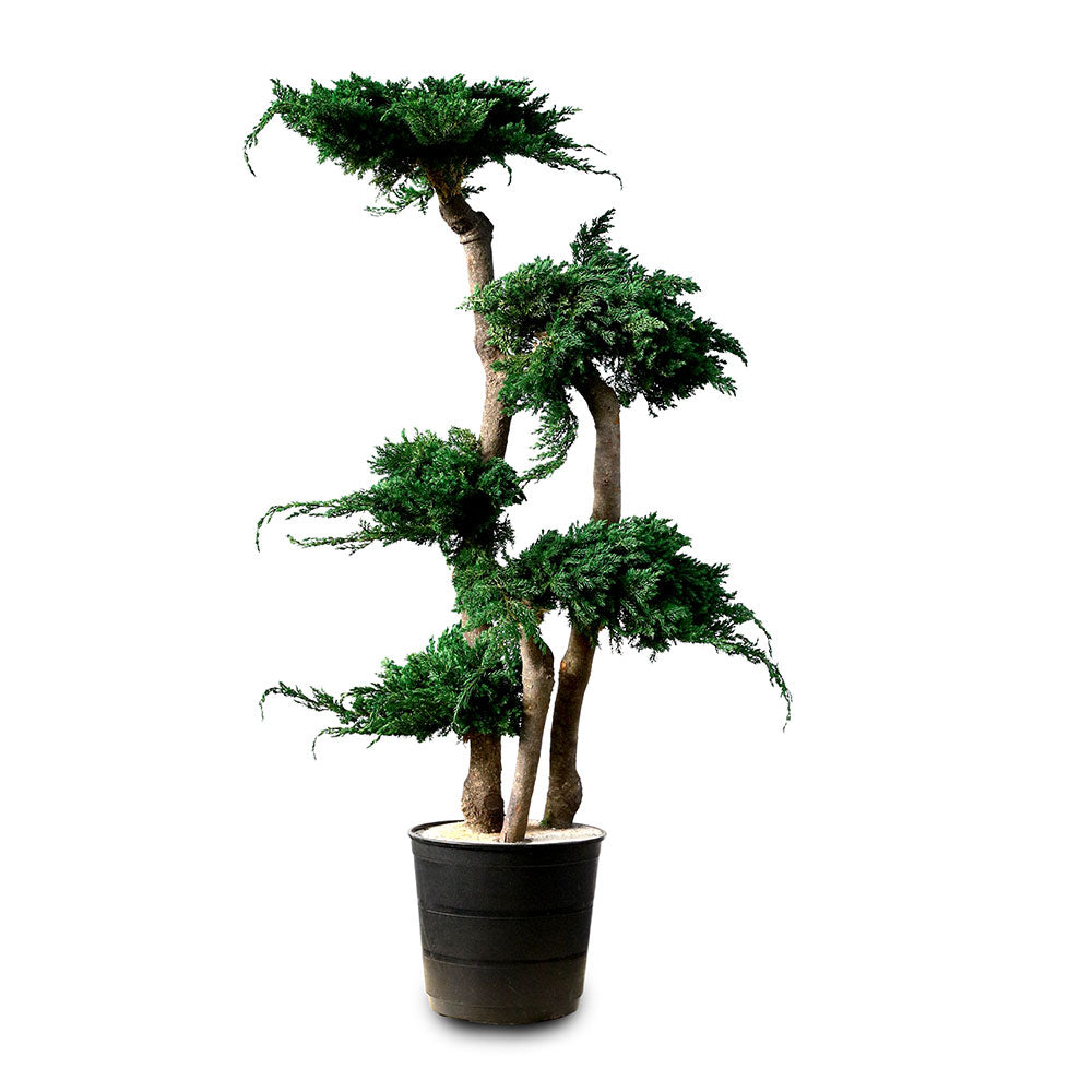 PRESERVED BONSAI TREE 1 MTR - شجرة بونساي المجففة 1 متر