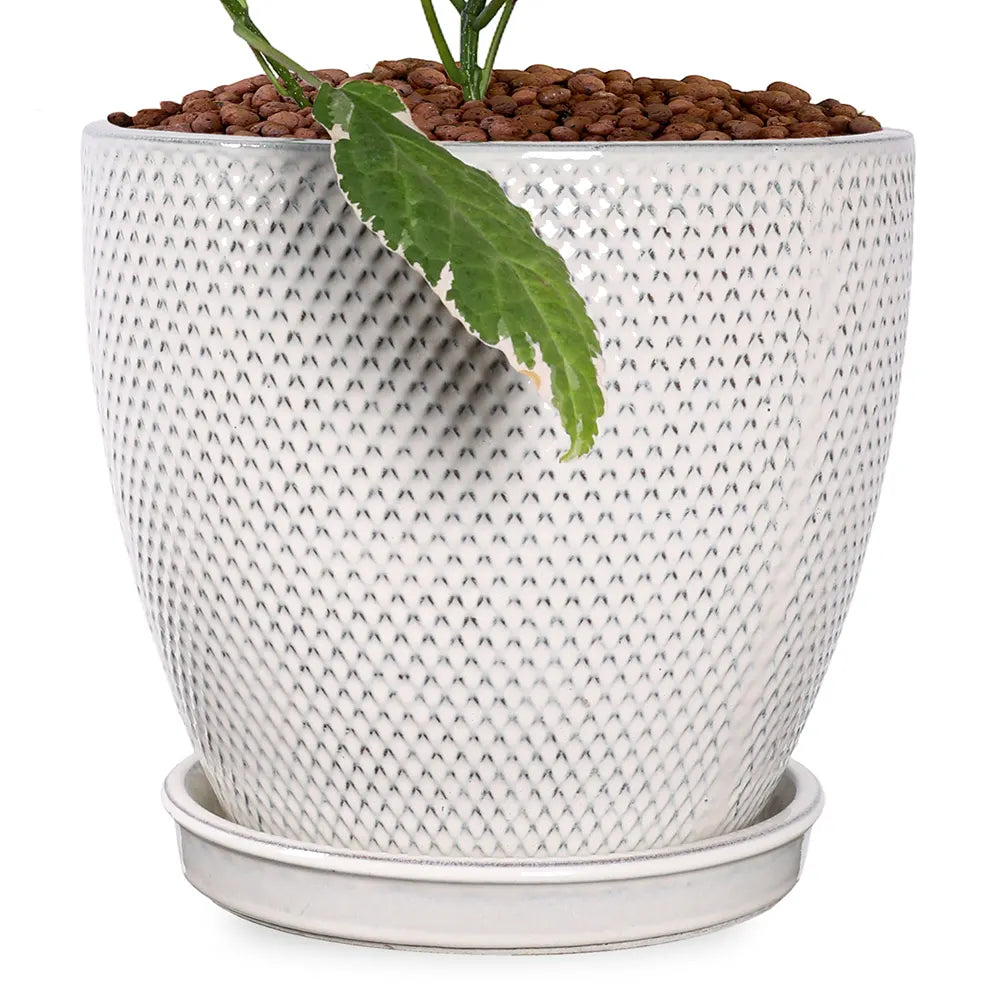 CODIAEUM IN SNOPA CREAM CERAMIC PLANTER