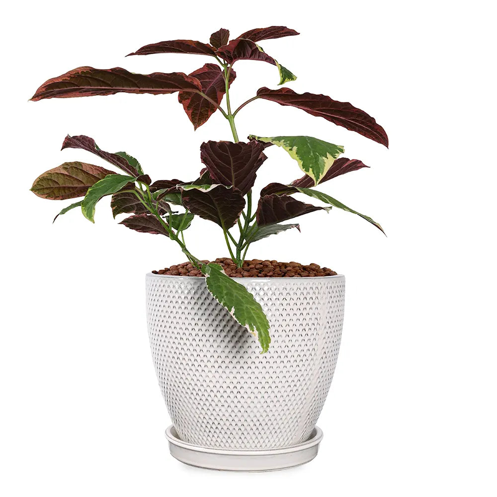 CODIAEUM IN SNOPA CREAM CERAMIC PLANTER