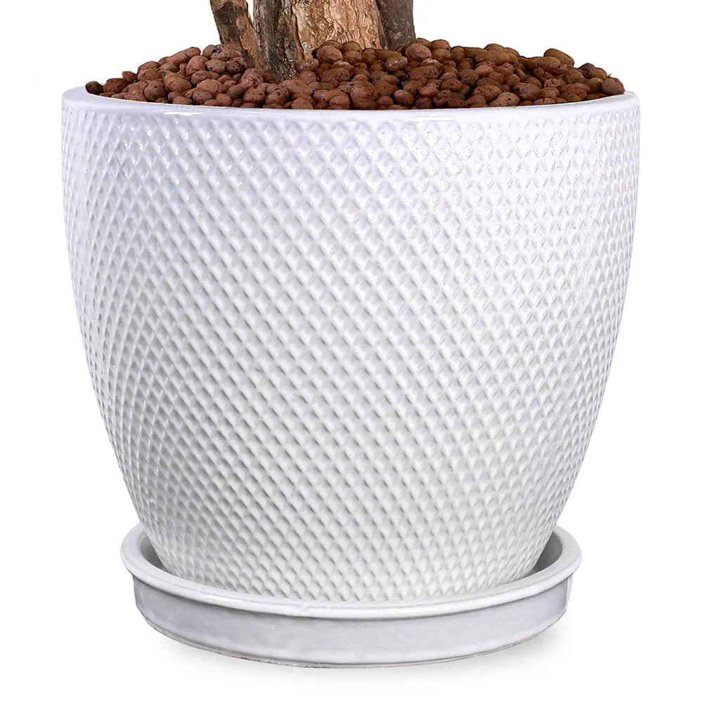 DRACAENA MASSANGEANA IN SNOPA WHITE CERAMIC PLANTER