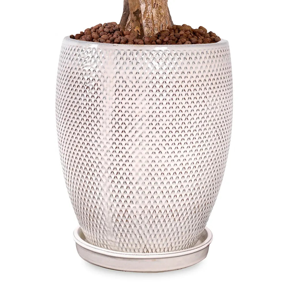 DRACAENA MASSANGEANA IN BAHIA CREAM CERAMIC PLANTER
