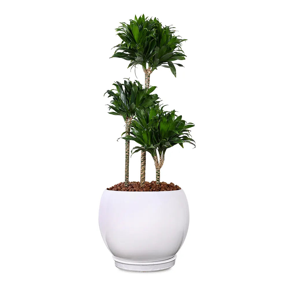 DRACAENA COMPACTA IN GRANDBERG WHITE CERAMIC PLANTER
