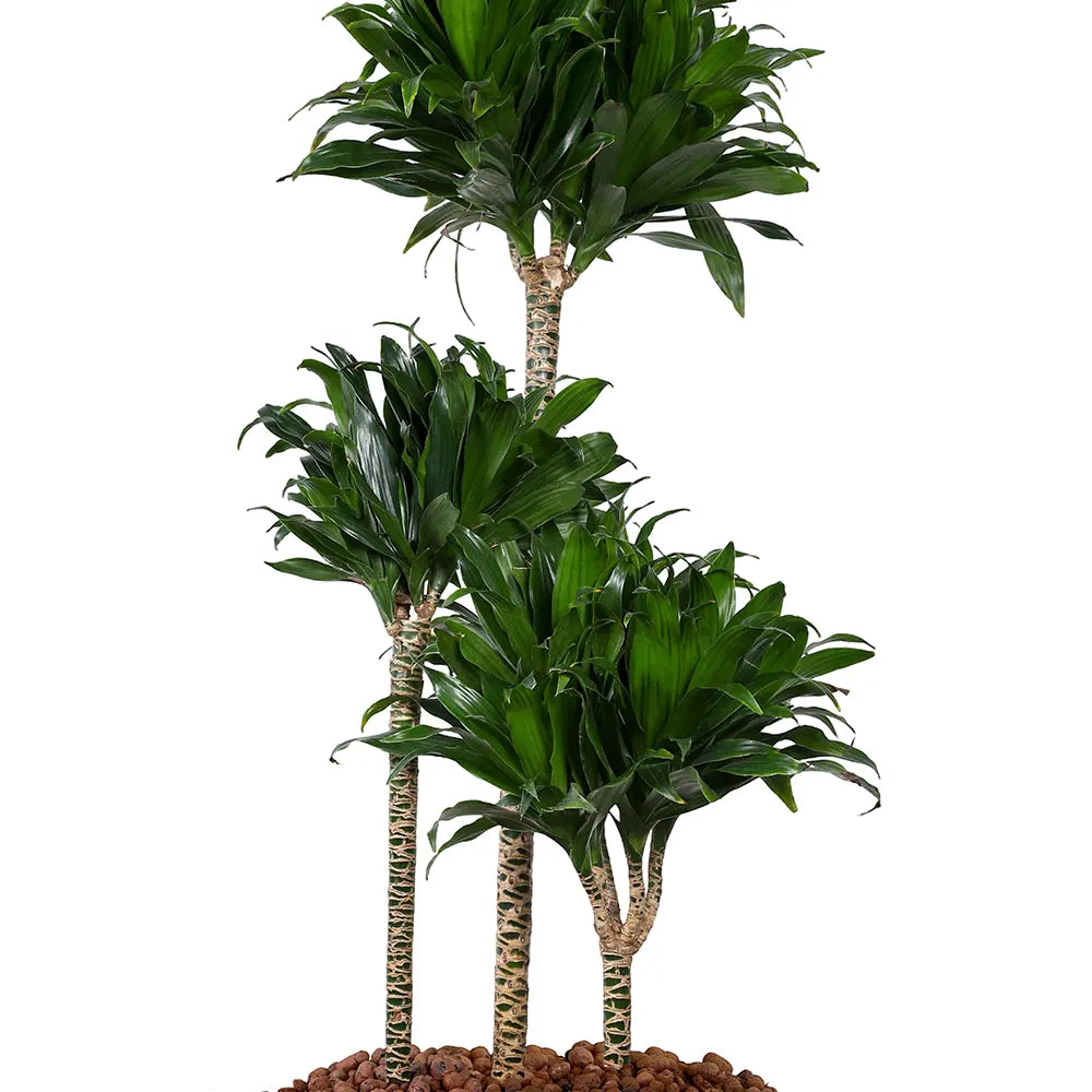DRACAENA COMPACTA IN GRANDBERG WHITE CERAMIC PLANTER