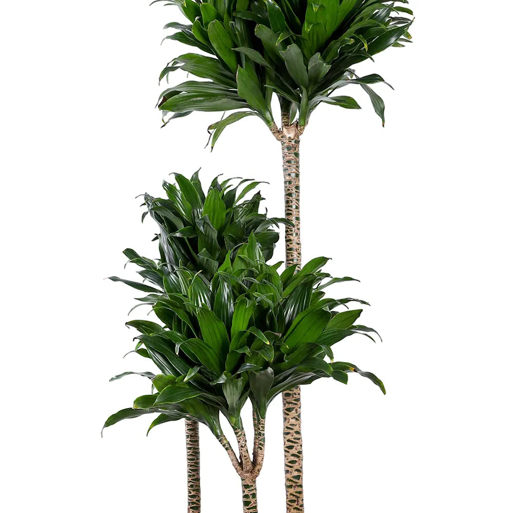 DRACAENA COMPACTA IN FARIA WHITE CERAMIC PLANTER