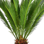 سيكاس ريفولوت