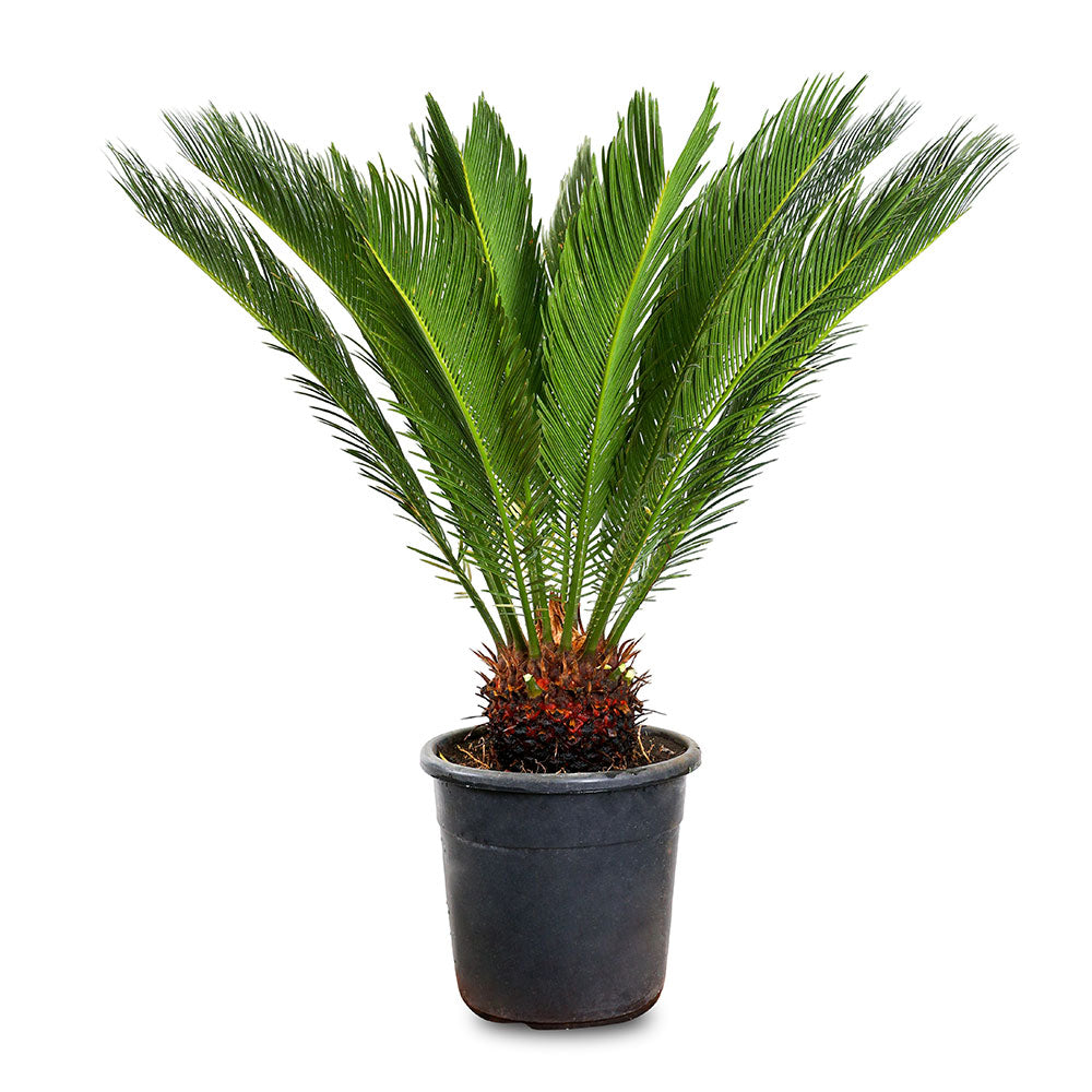 سيكاس ريفولوت