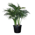 HOWEA FORTERIANA (KENTIA) 1.2 MTR - كينتيا