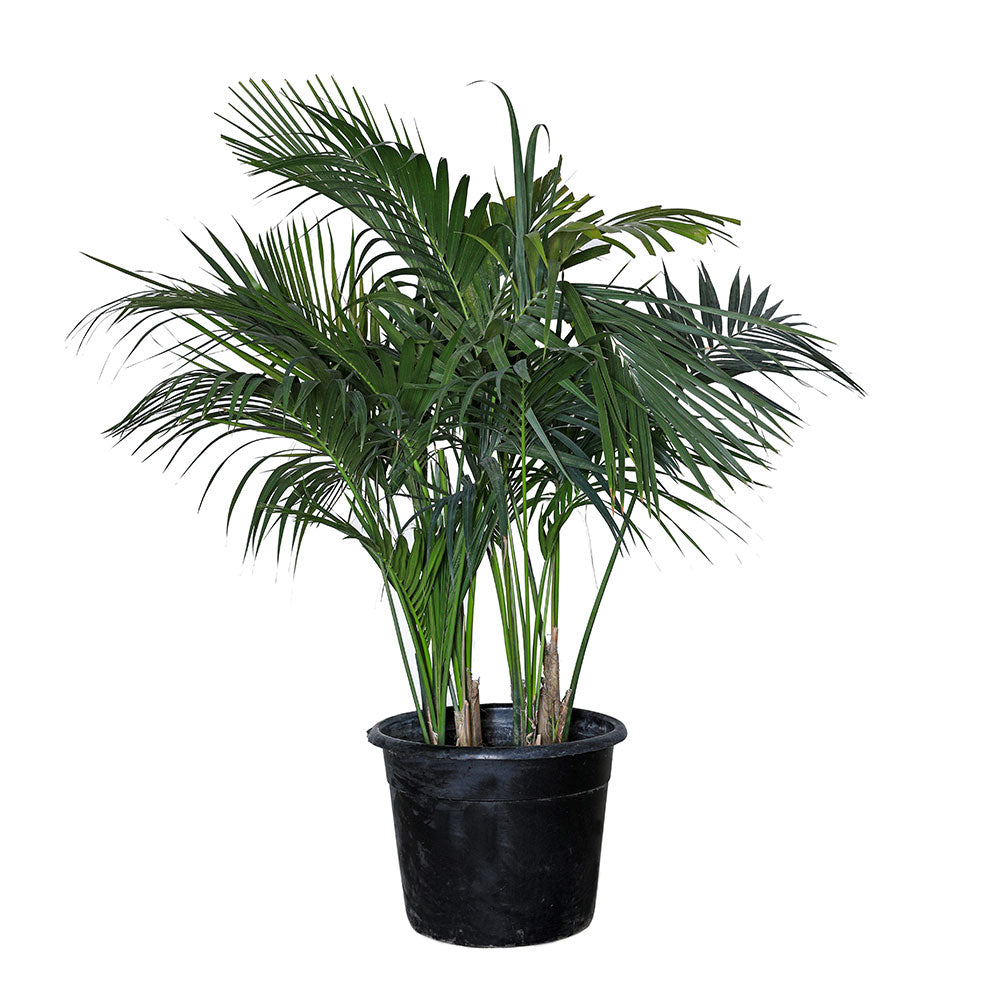 HOWEA FORTERIANA (KENTIA) 1.2 MTR - كينتيا