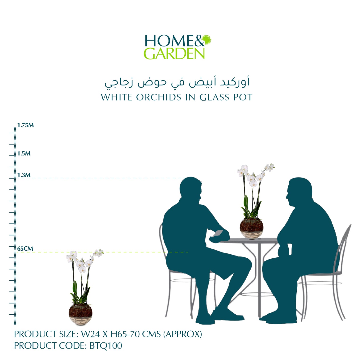 WHITE ORCHIDS IN GLASS POT - أوركيد أبيض في حوض زجاجي