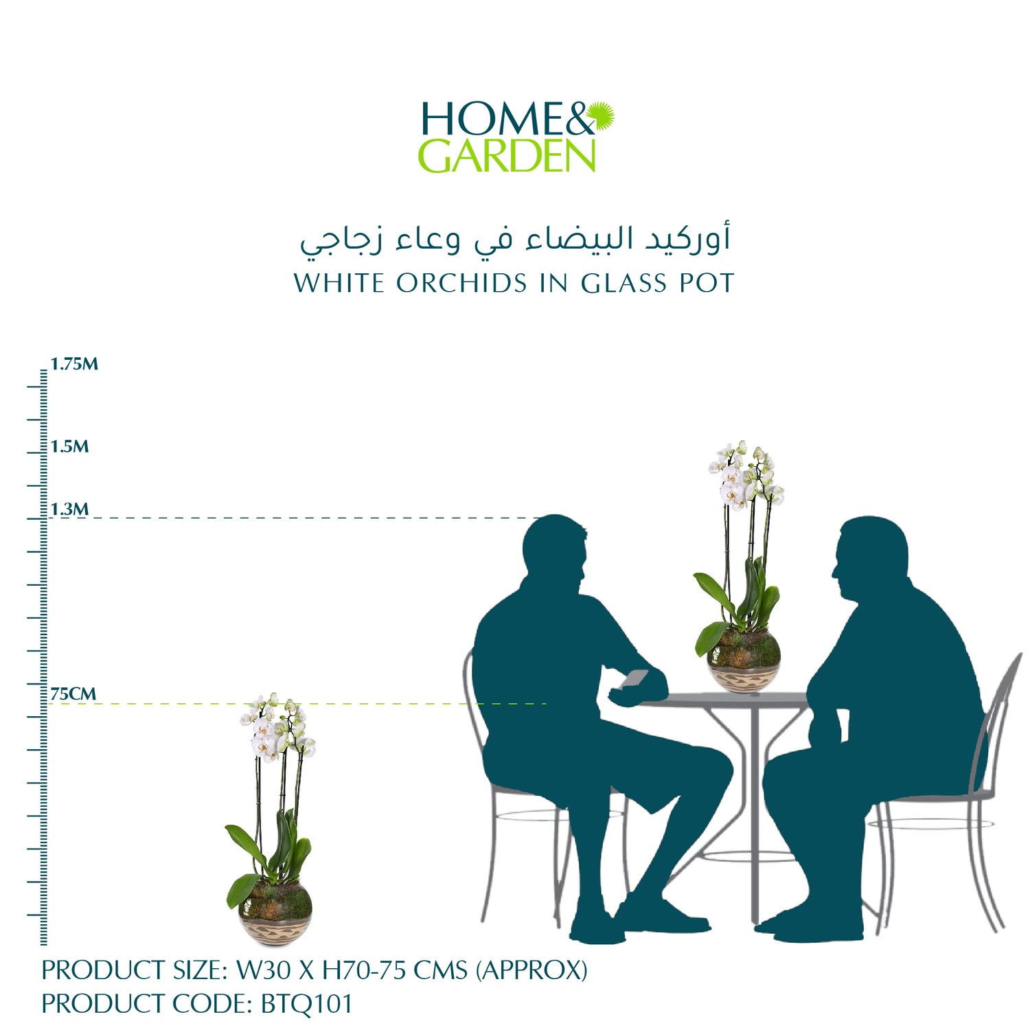 WHITE ORCHIDS IN GLASS POT - أوركيد البيضاء في وعاء زجاجي