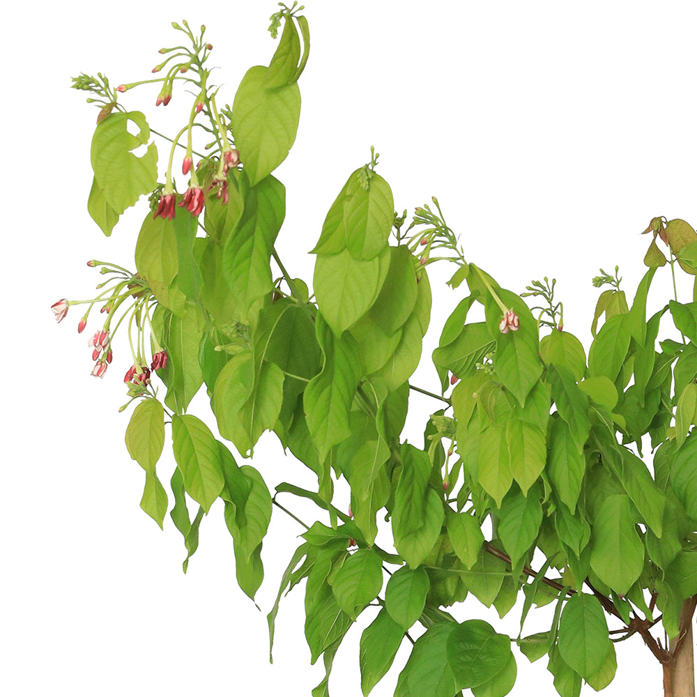 QUISQUALIS INDICA ياسمين هندي متسلق