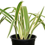 DIANELLA TASMANICA دانيلا