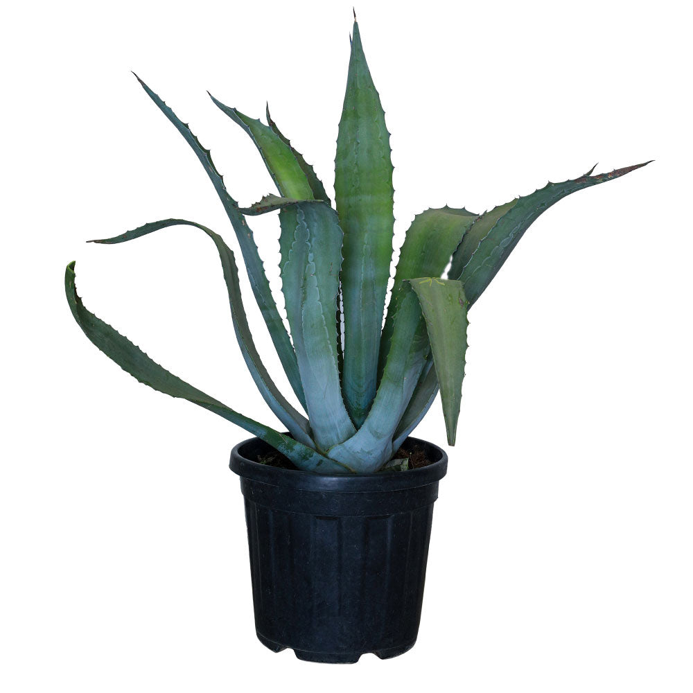 AGAVE AMERICANA - الصبار الأمريكي