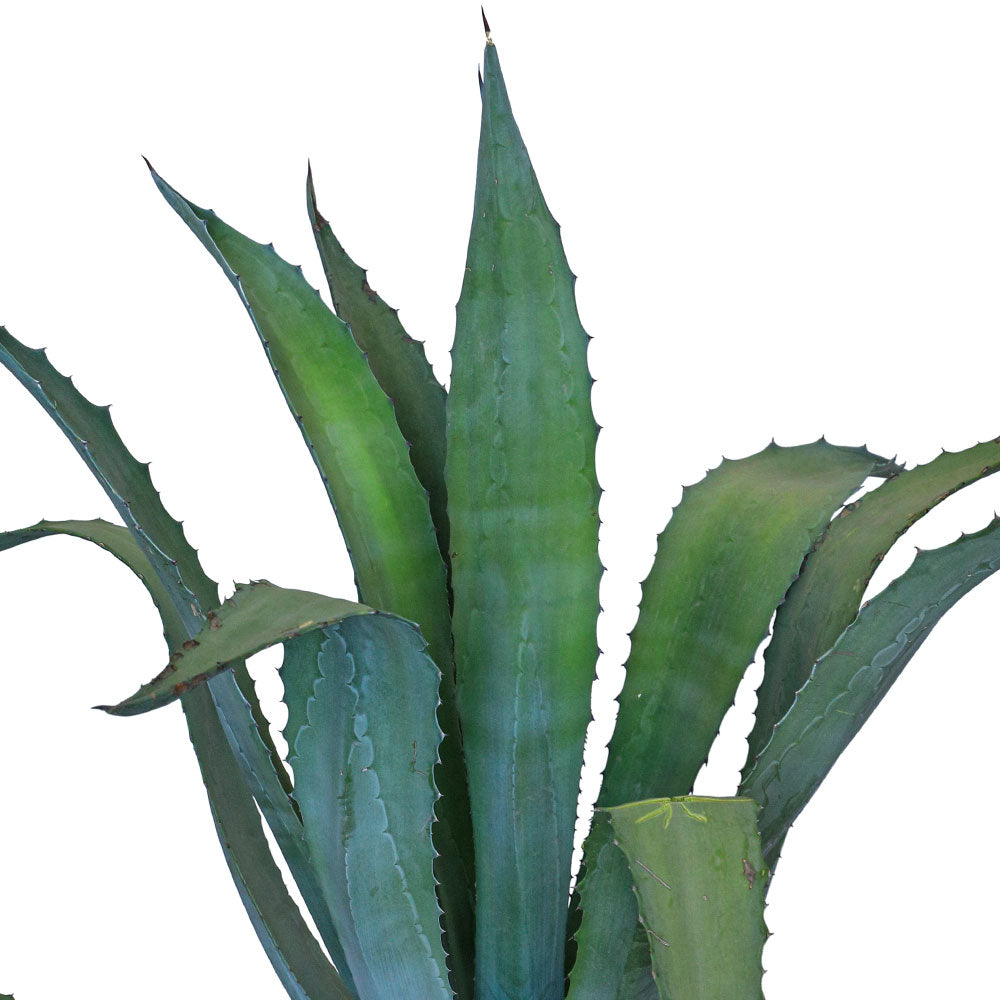 AGAVE AMERICANA - الصبار الأمريكي