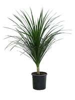 دراسينا دراكو ساق واحد