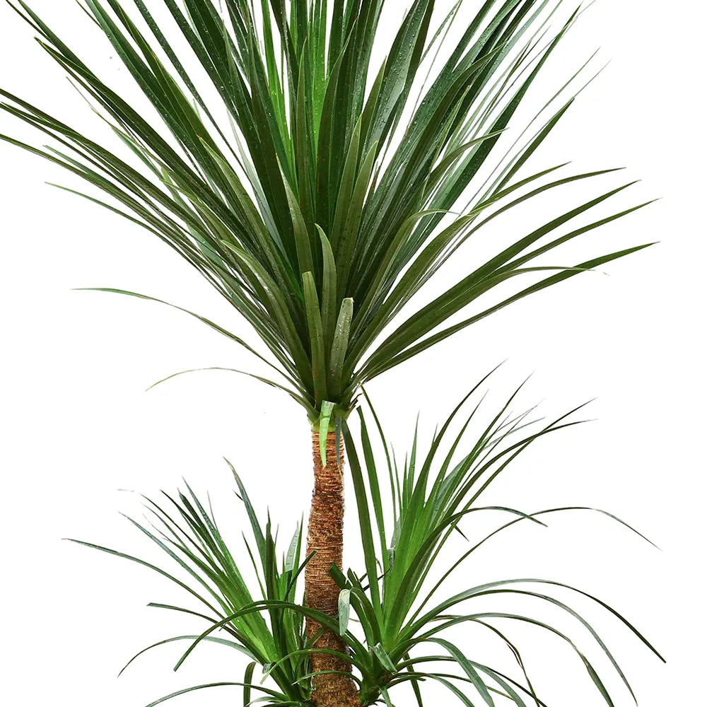 single stem dracaena DRACAENA DRACO SINGLE STEM دراسينا دراكو | Buy Plants in Kuwait