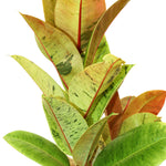 FICUS ELASTICA SHIVEREANA- H20-40CM فيكس المطاط