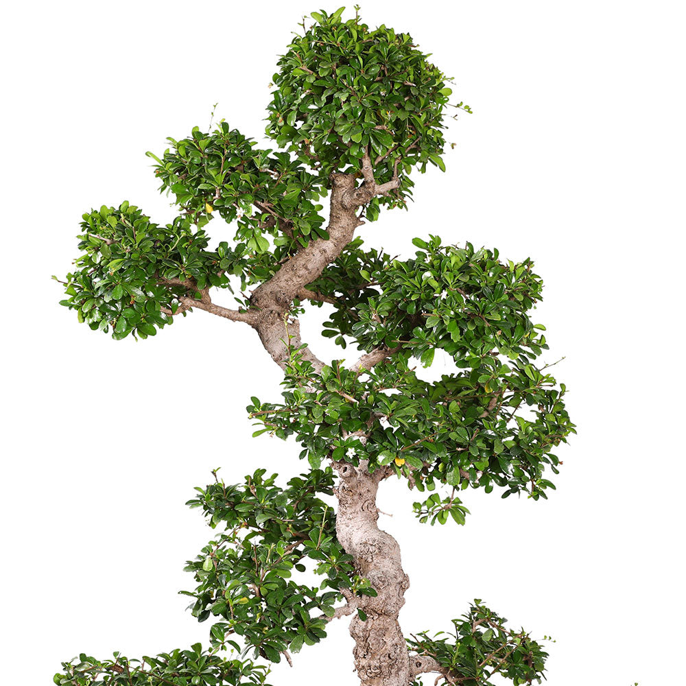 bonsai tree kuwait CARMONA MICROPHYLA BONSAI | Buy Plants in Kuwait