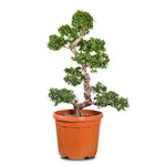 CARMONA MICROPHYLA BONSAI