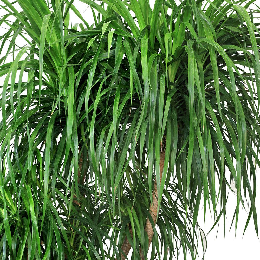 DRACAENA DRACO BRANCHED IN ALTEROSA BLACK POT دراسينا دراكو المتفرعه في حوض التروسا اسود