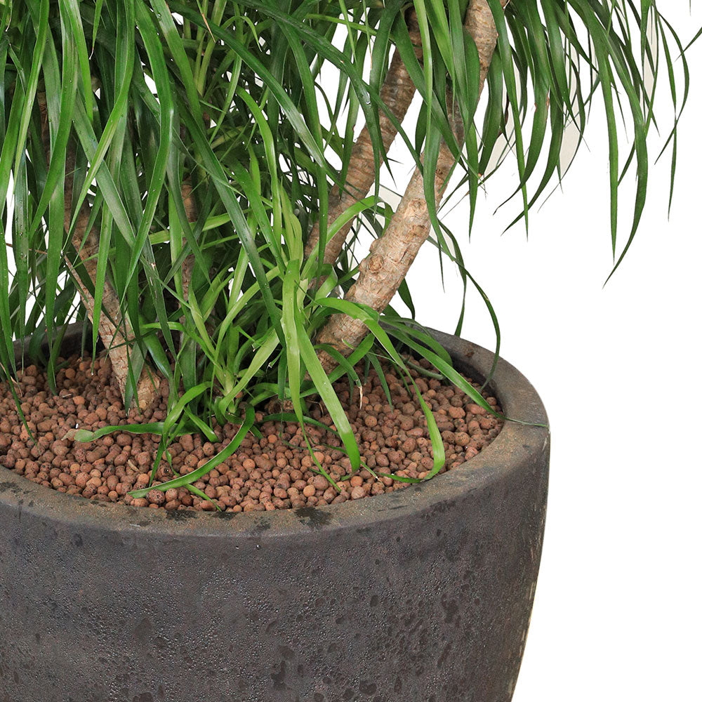 DRACAENA DRACO BRANCHED IN ALTEROSA BLACK POT دراسينا دراكو المتفرعه في حوض التروسا اسود