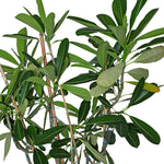 PLUMERIA 1.5 TO 2 MTR - بلوميريا (شجرة الفتنة)