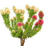 BOUGAINVILLEA CATANIA نبات جهنمية كاتانيا {مجنونة}