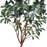 FICUS ELASTICA