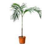 VEITCHIA MERILLI فيتشيا