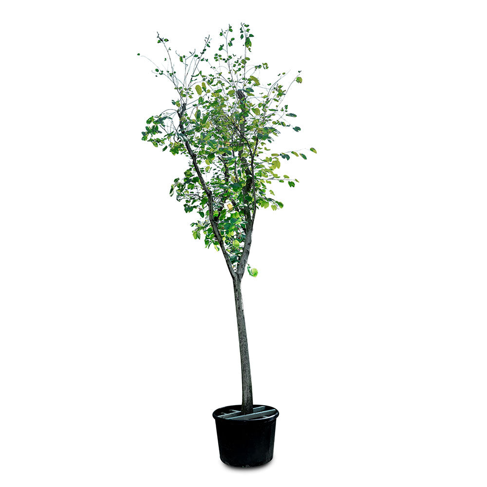 BAUHINIA PURPUREA	بوهينيا البنفسجية