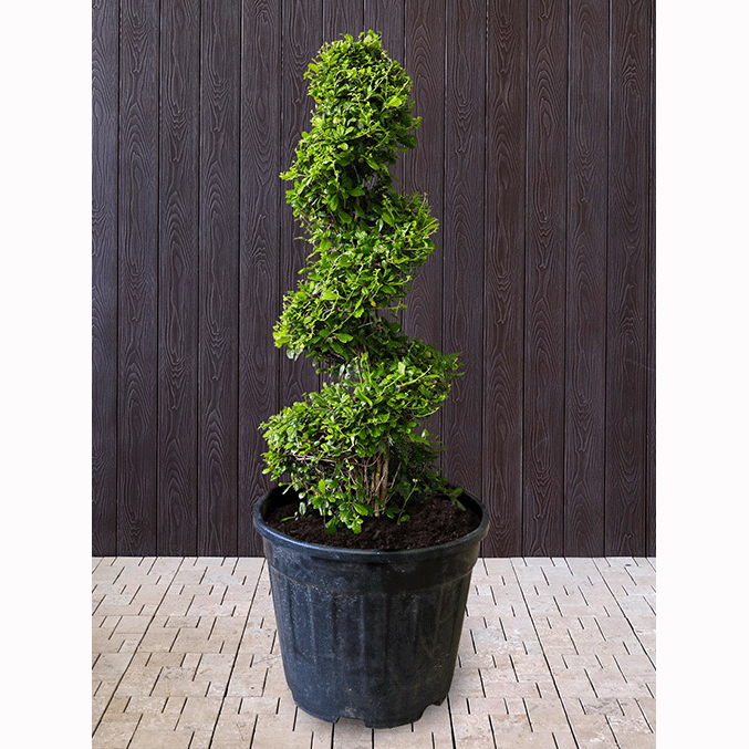 CARMONA MICROPHYLLA SPIRAL كارمونا حلزوني