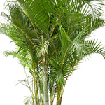 ARECA PALM 2.5 MTR