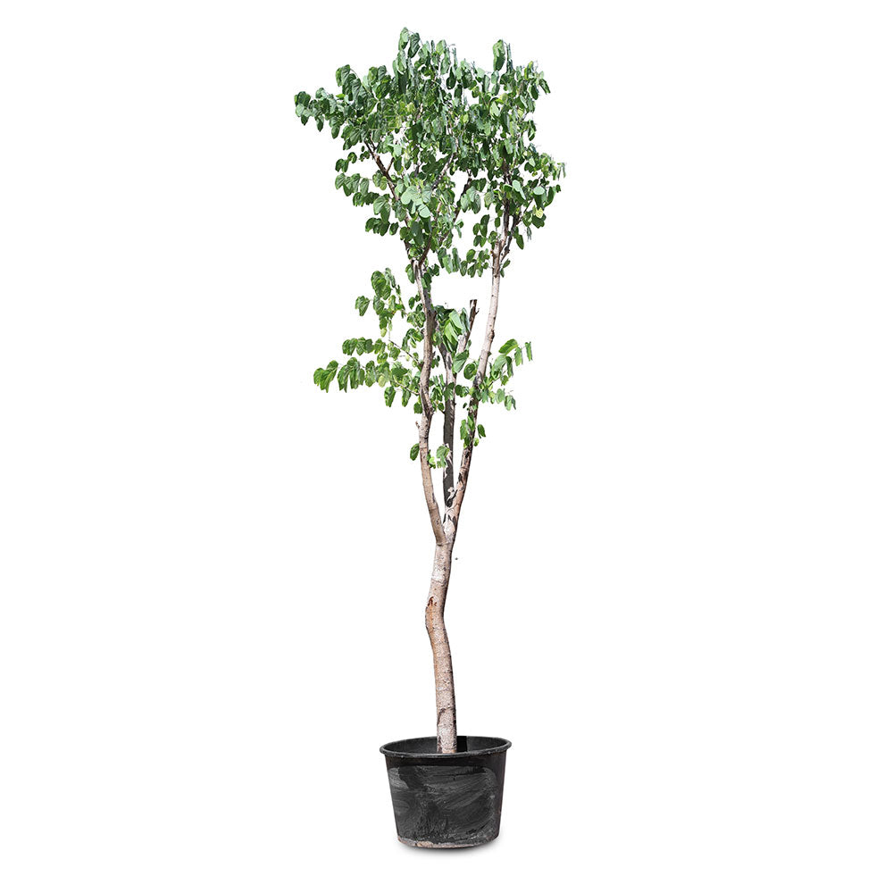 BAUHINIA PURPUREA	بوهينيا البنفسجية