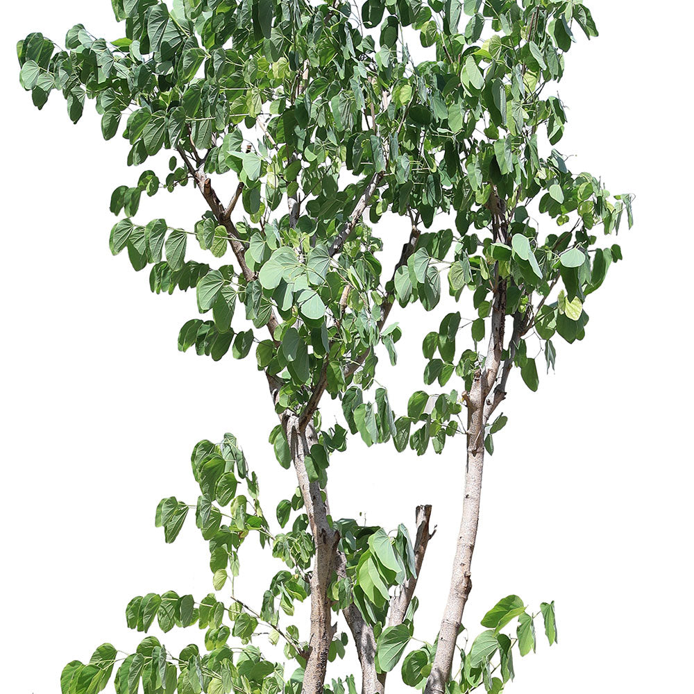 BAUHINIA PURPUREA	بوهينيا البنفسجية