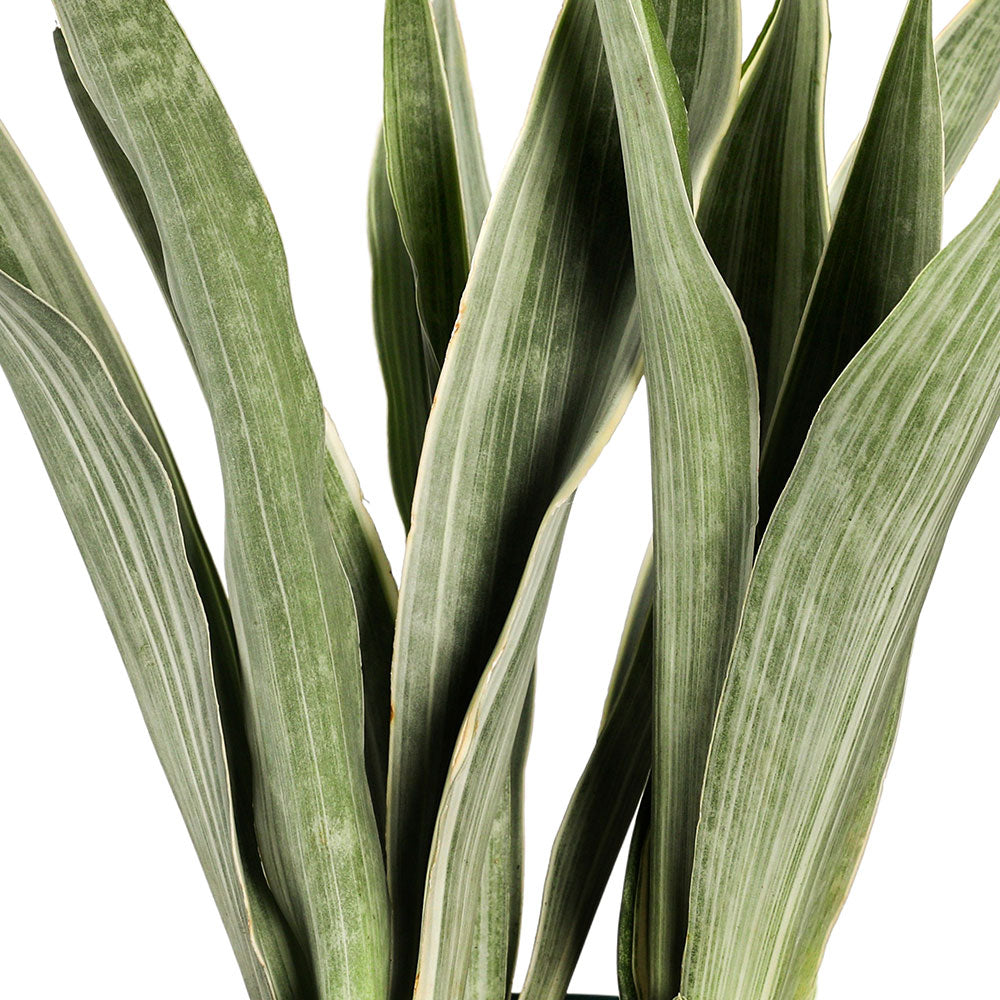 SANSEVIERIA TRIF SILVER - سانسفيريا تريف فضية