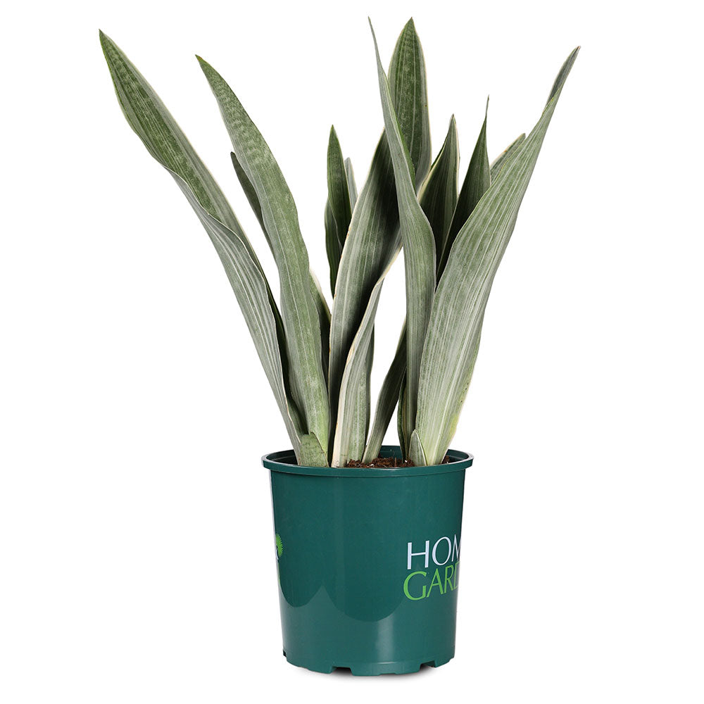 SANSEVIERIA TRIF SILVER - سانسفيريا تريف فضية