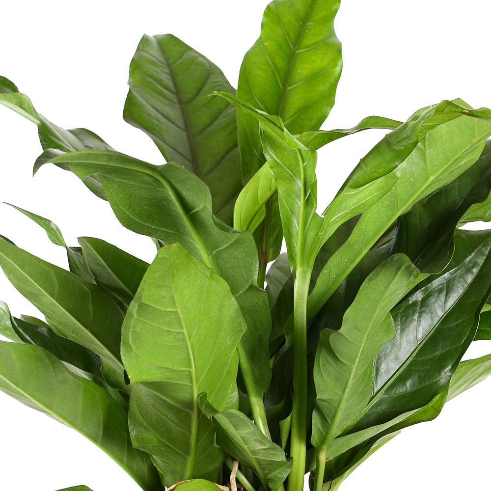 anthurium salvinii for sale ANTHURIUM SALVINI