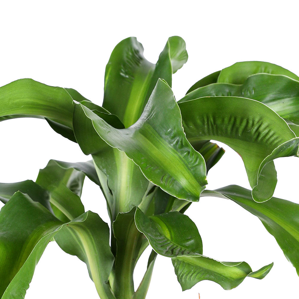 DRACAENA FRAGRANS