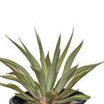 AGAVE MEDIOPICTA ALBA اجاف مديوبيكتا البا