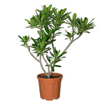 DWARF PLUMERIA SINGPORIENSIS / MEDIUM 1M - 1.5M - فتنة قزمية سنغافورية