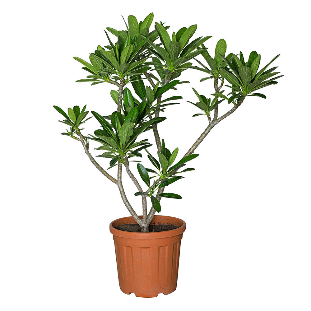 DWARF PLUMERIA SINGPORIENSIS / MEDIUM 1M - 1.5M - فتنة قزمية سنغافورية