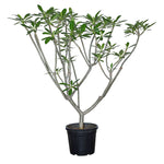 PLUMERIA OBTUSA - بلوميريا (شجرة الفتنة)