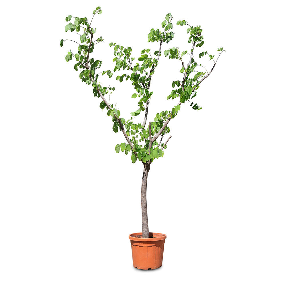 BAUHINIA PURPUREA	بوهينيا البنفسجية